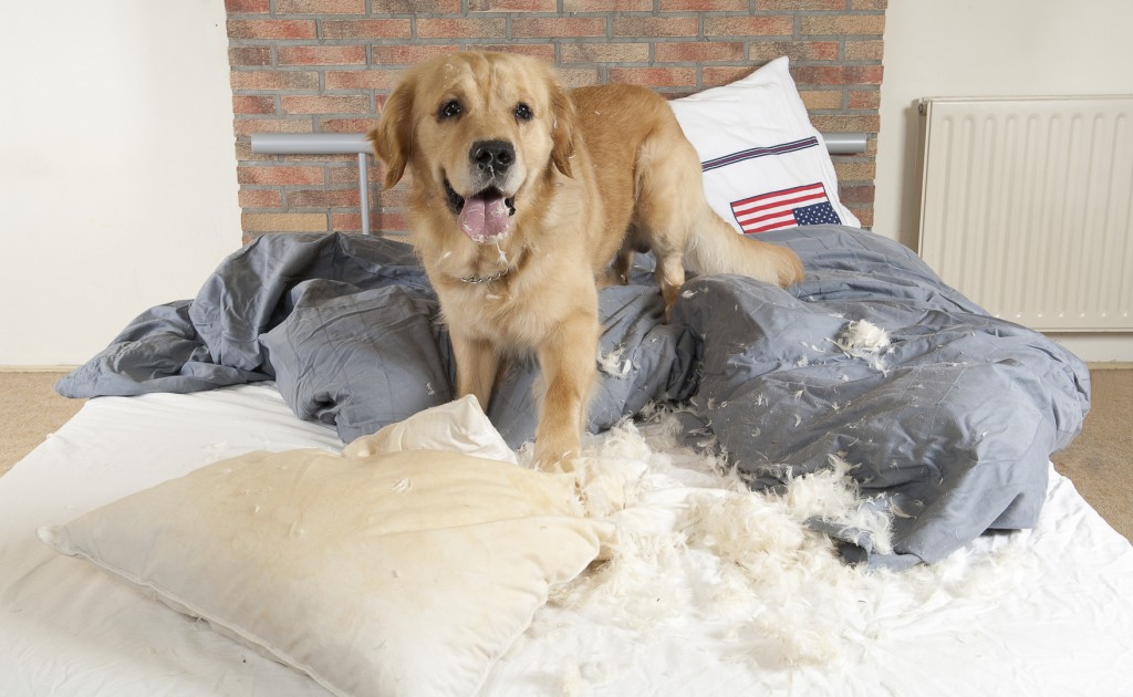 Golden retriever demolishes pilliow