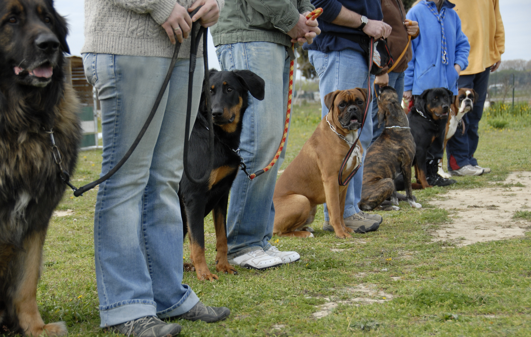 Educateur canin Var