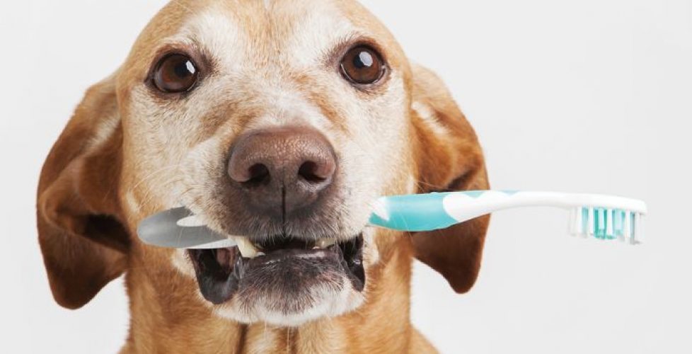 comment nettoyer les dents de son chien?
