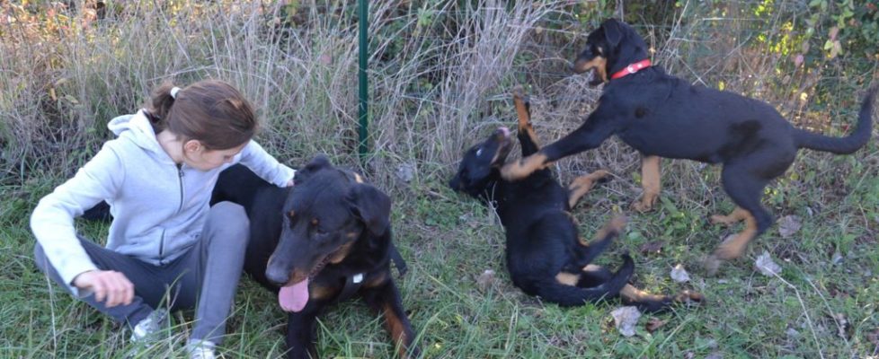 faire un bilan avec un educateur canin - Dressage chien Var 