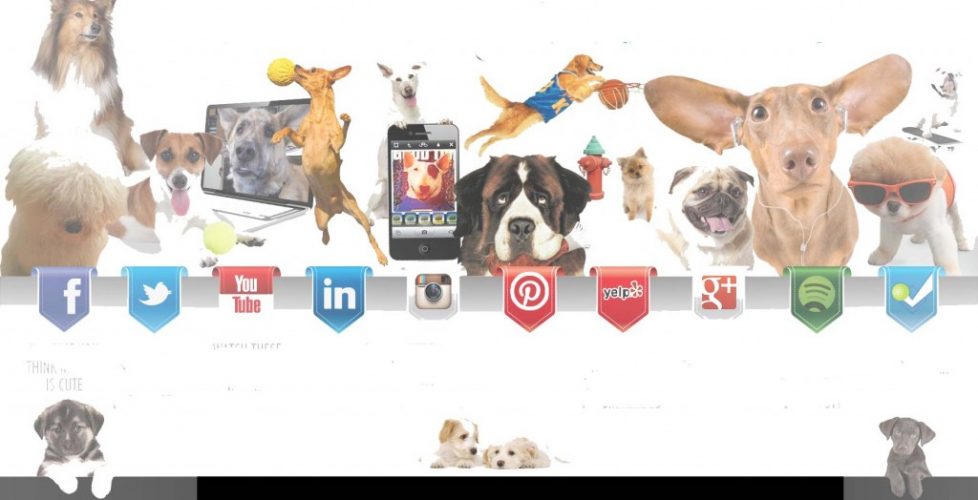 reseaux-sociaux-elite-dressage-chien-var