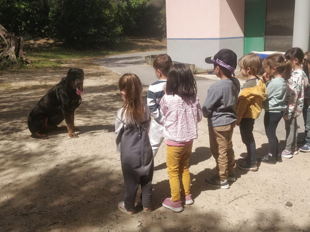 apprendre aux enfants a approcher un chien dans le Var - Toulon -Murphy Elite Dressage V4