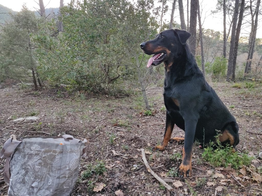 Murphy chien de travail pour l education canine a Toulon Var